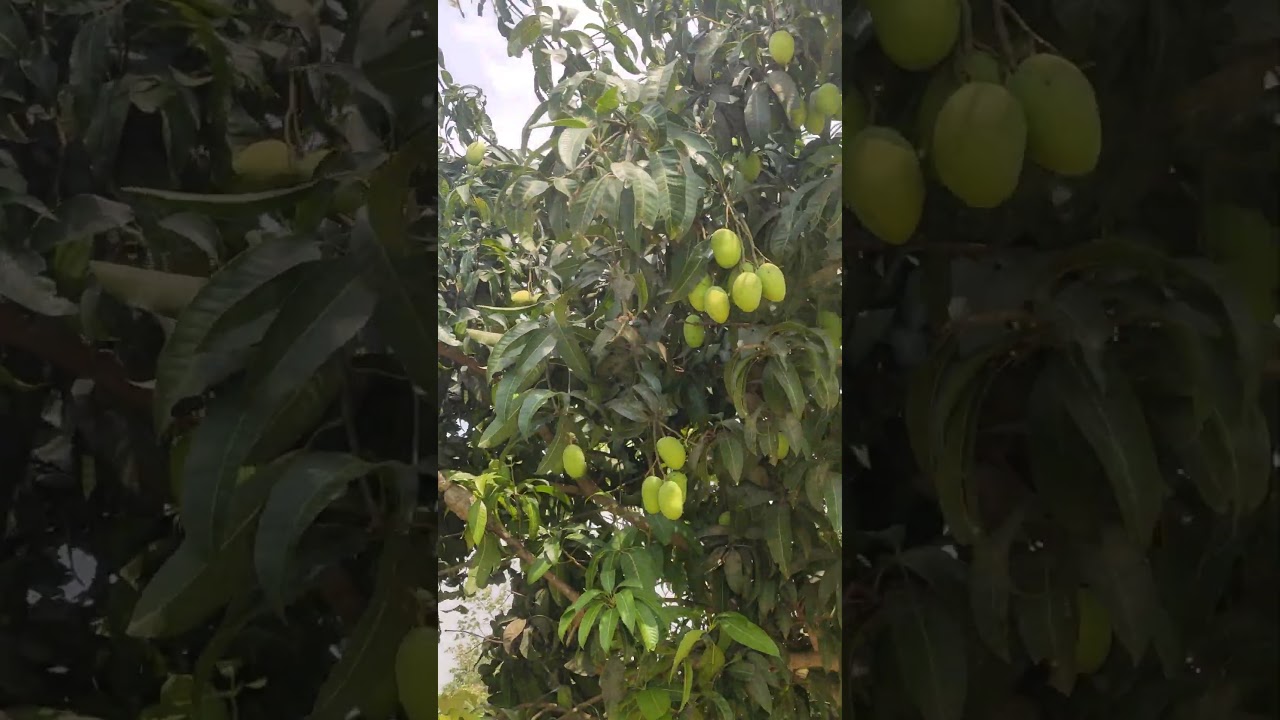 Mango #adventureshorts #viral #youtubeshorts #mango