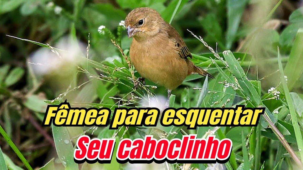 Fêmea de caboclinho chamando para esquentar e estimular canto 