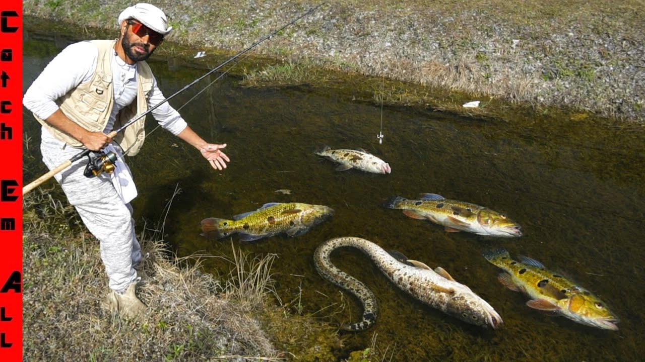 RECORD BREAKING COLD is KILLING Every EXOTIC FISH in FLORIDA!