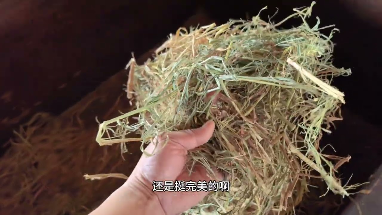 半干半湿稻草能打捆储存吗？实践证明没问题，牛群很爱吃