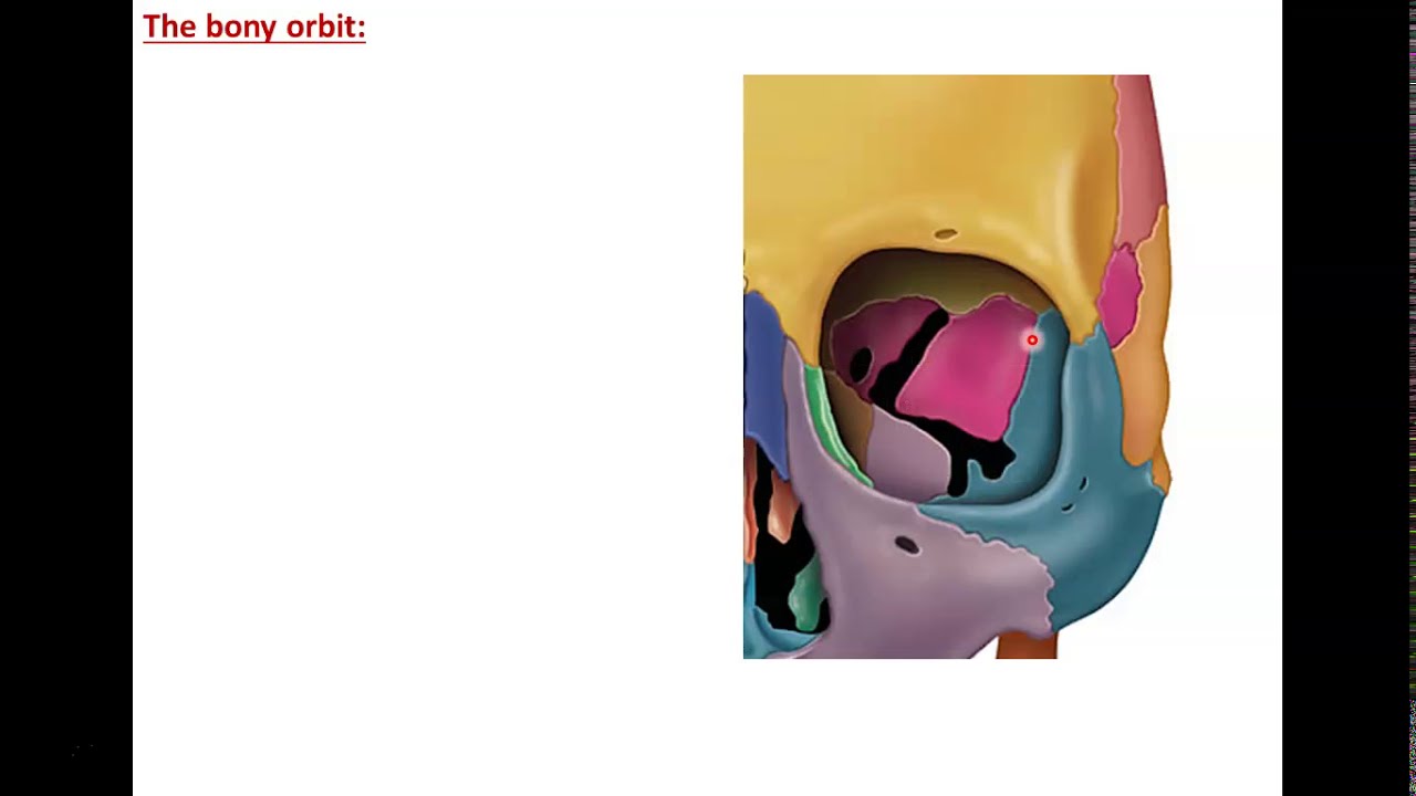 Anatomy of the Orbit (1) - The Bony Orbit and its Contents - Dr. Ahmed Farid