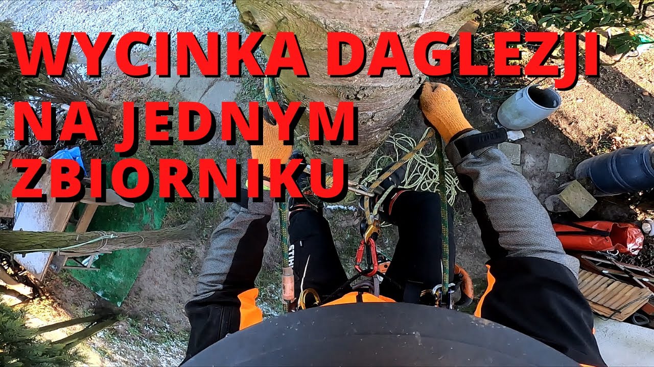 🌳ALPINISTYCZNA WYCINKA DAGLEZJI|MIAŁEM TYLKO 1 ZBIORNIK PALIWA | ROBOTA W POJEDYNKĘ | STIHL MS193T