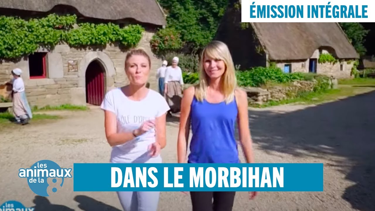 Les Animaux de la 8 dans le Morbihan - Émission intégrale