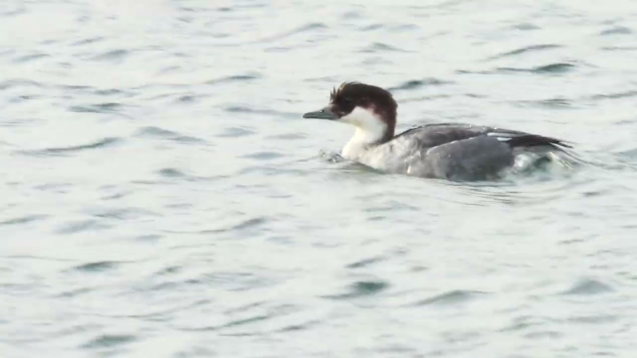 Smew in Lancashire   -   December 2025