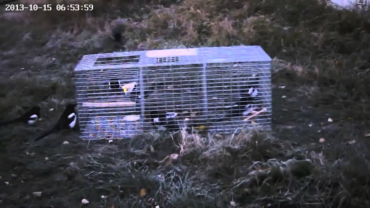 Magpie Prison Blues