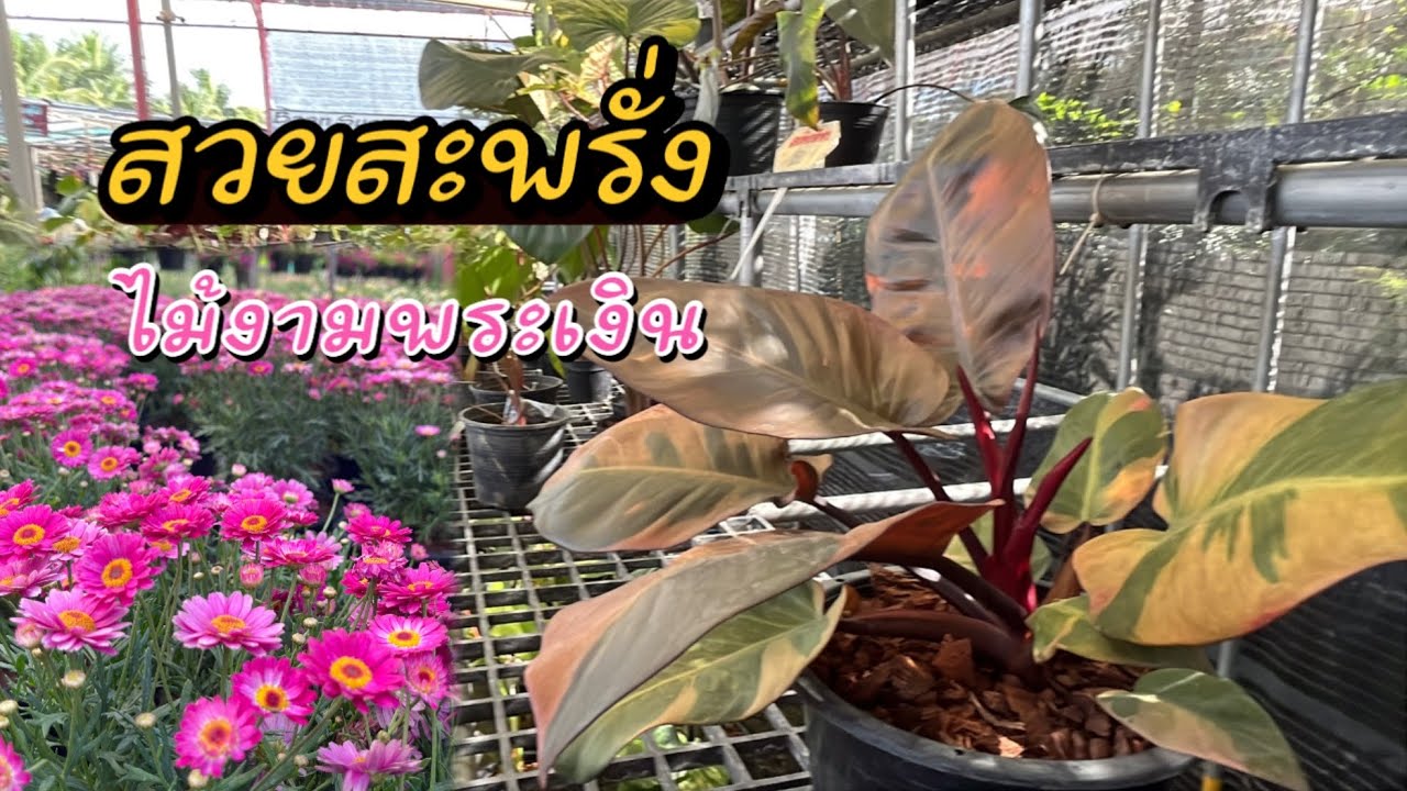 สวยสะพรั่ง ไม้งามตลาดขายส่งต้นไม้พระเงิน