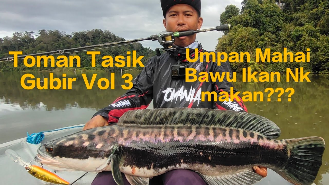 Rod Hampir Patah!!!! Toman Tasik Gubir Vol 3 #mayeep #tomania