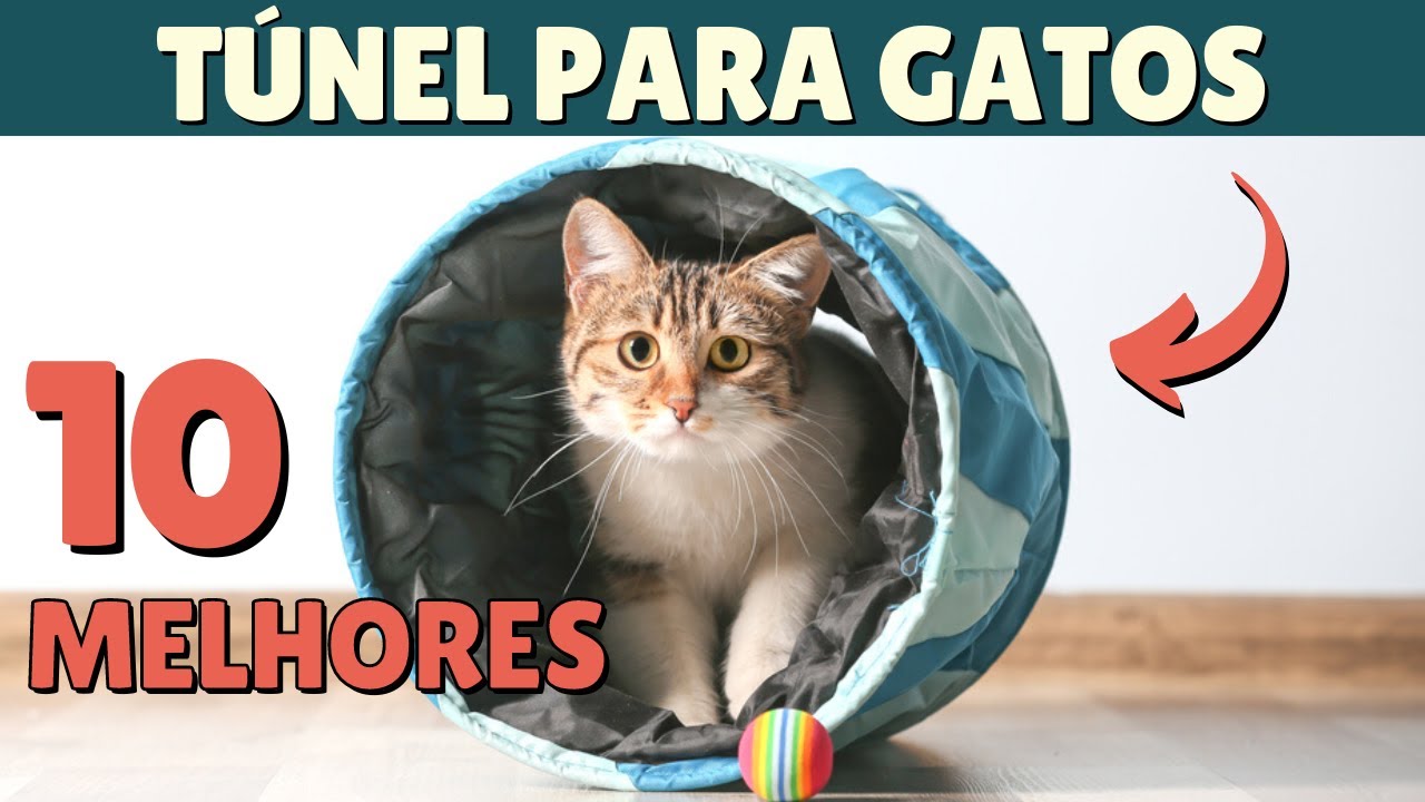 TÚNEL PARA GATOS: OS 10 MODELOS PREFERIDOS DOS GATOS!