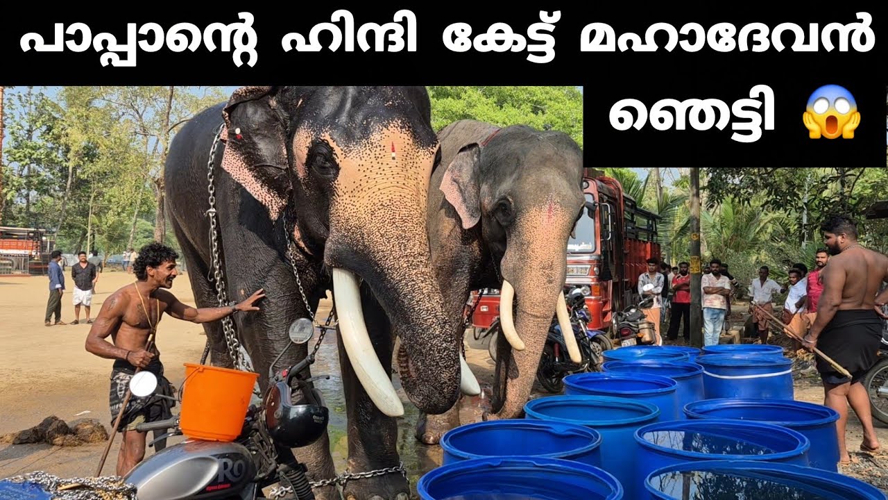 പാപ്പാന്റെ ഹിന്ദി കേട്ട് മഹാദേവൻ ഞെട്ടി | Uttoly Mahadevan 