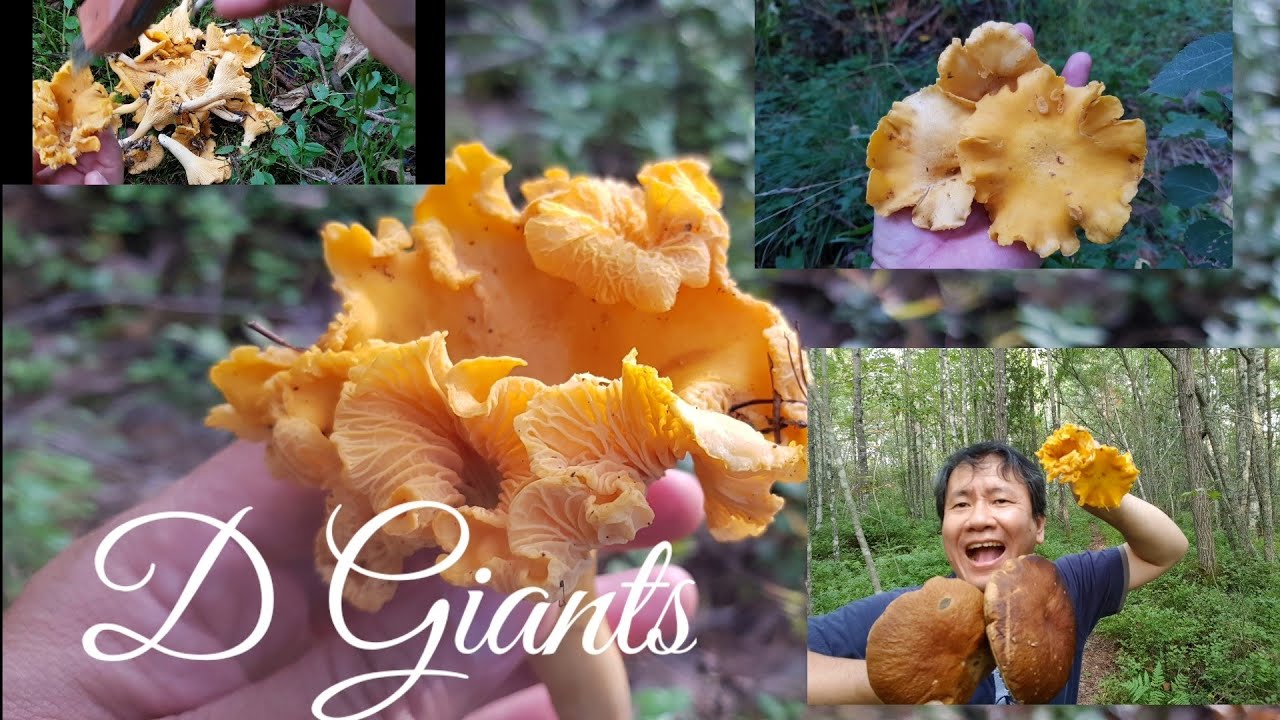 Hunting Wild Mushrooms in Finland EP5. The Quest continues... Huge Chanterelle Mushrooms
