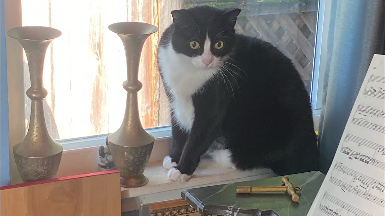 Evil Pubic Cat hates Louis Couperin on Harpsichord 