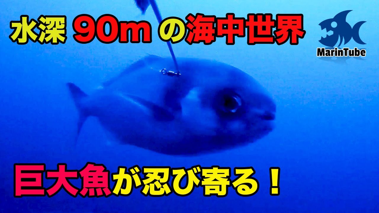 水深90mの海中世界！メダイ・ムツに大魚群が集う海底漁礁を探検！