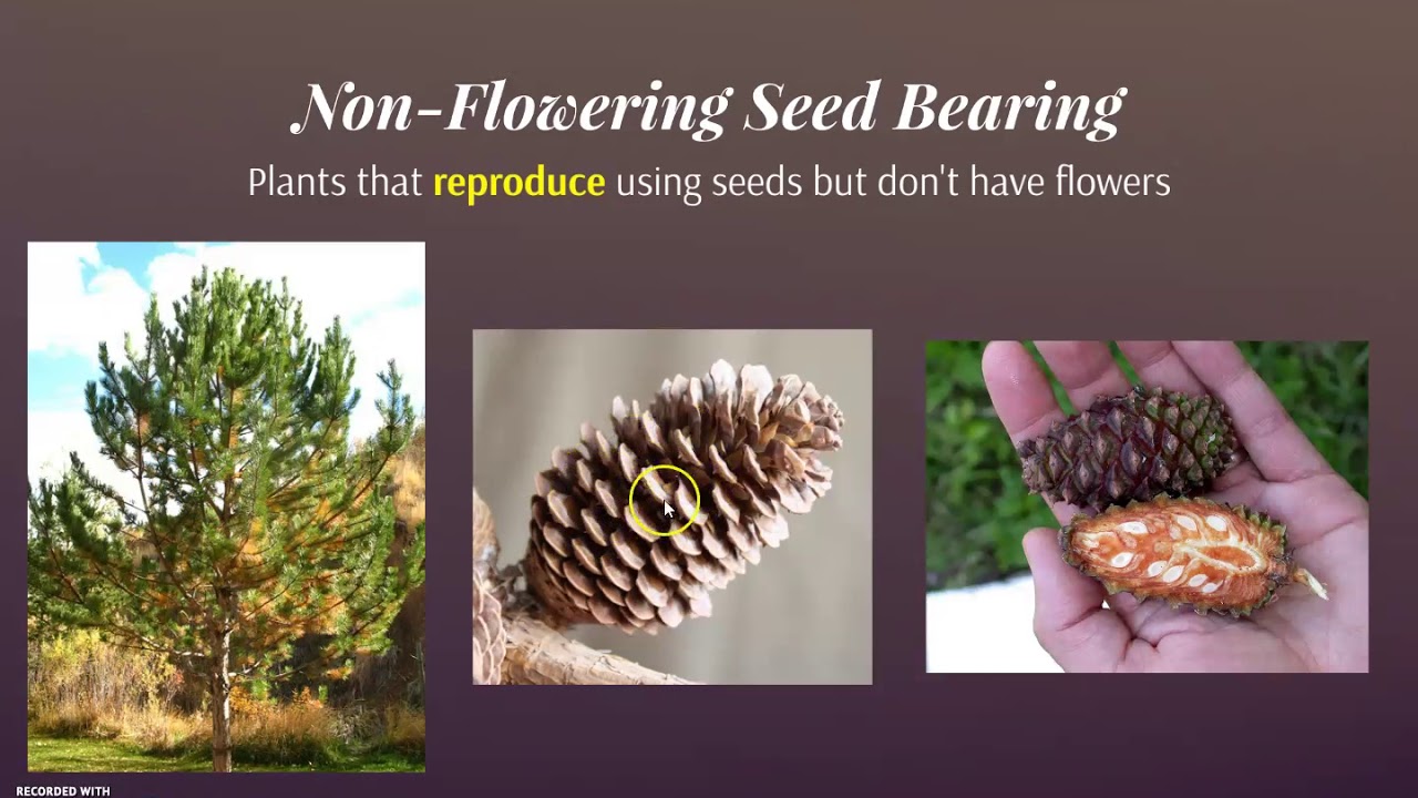 Plant Classification