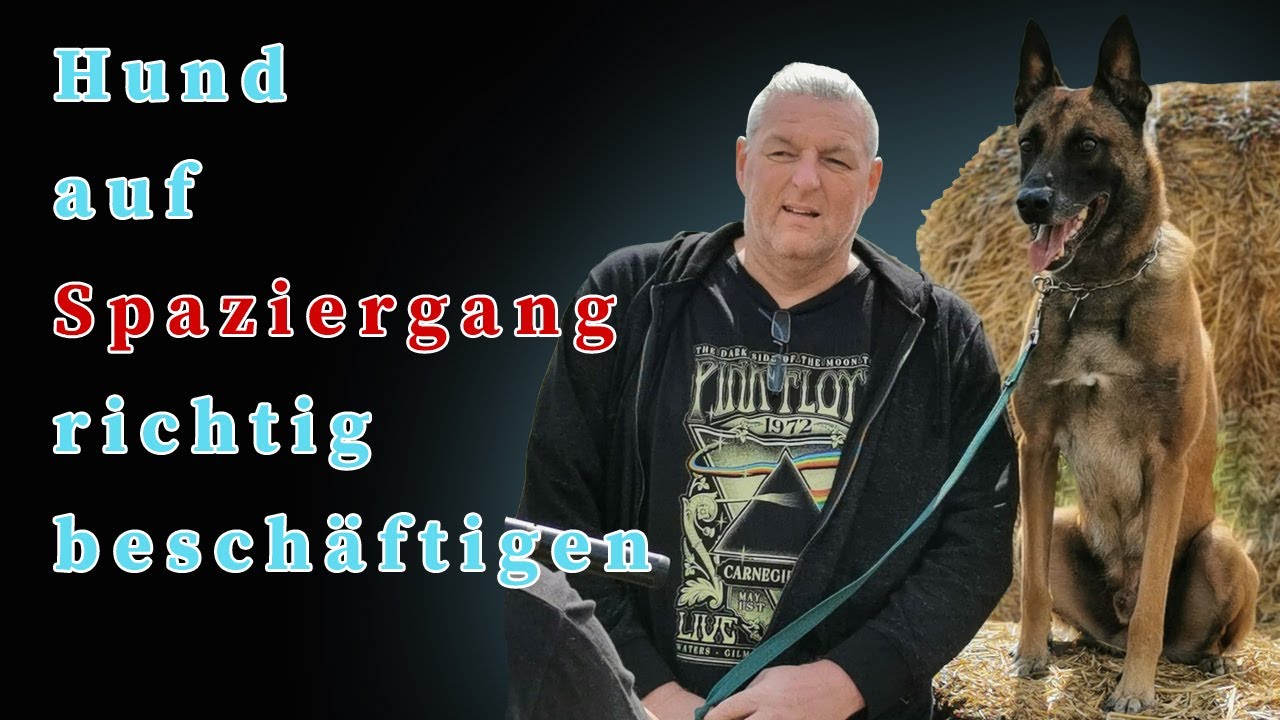Hund auf dem Spaziergang richtig beschäftigen