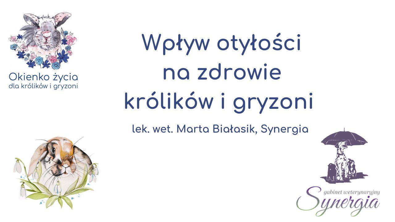 Wpływ otyłości na zdrowie królików i gryzoni