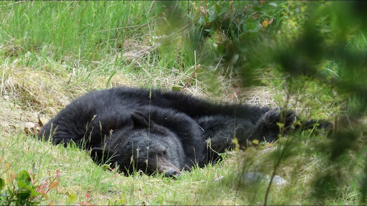 Finding a Sleeping Bear in the Front Yard