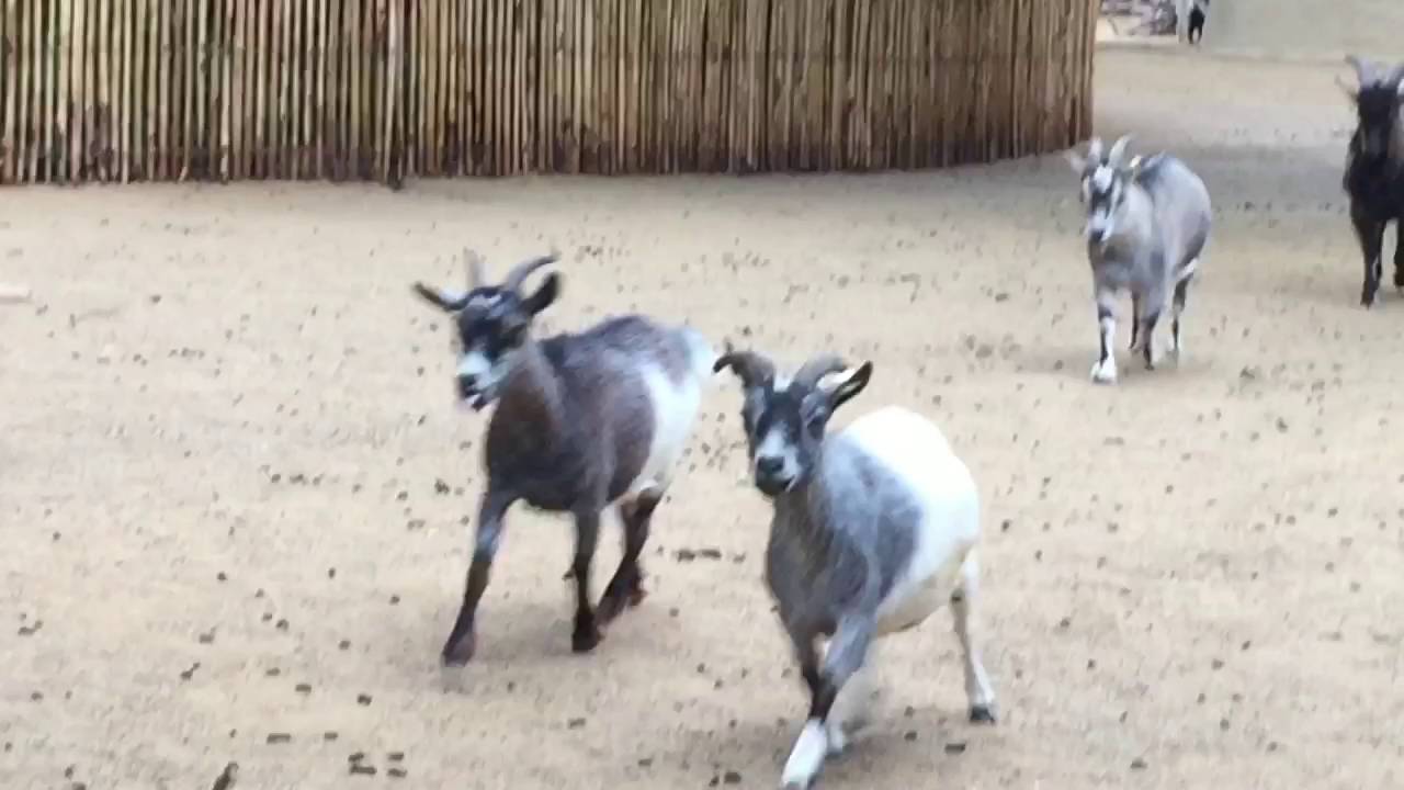 På djurpark i Tyskland❤️