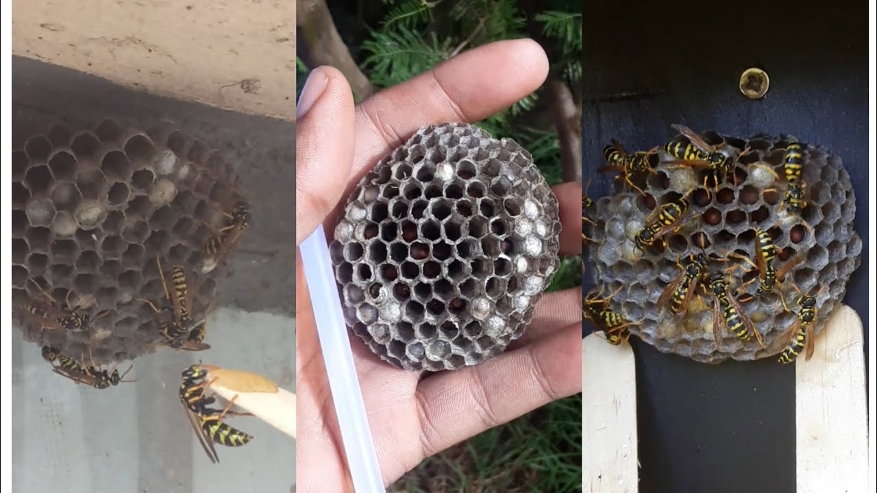 Relocating wasp nest
