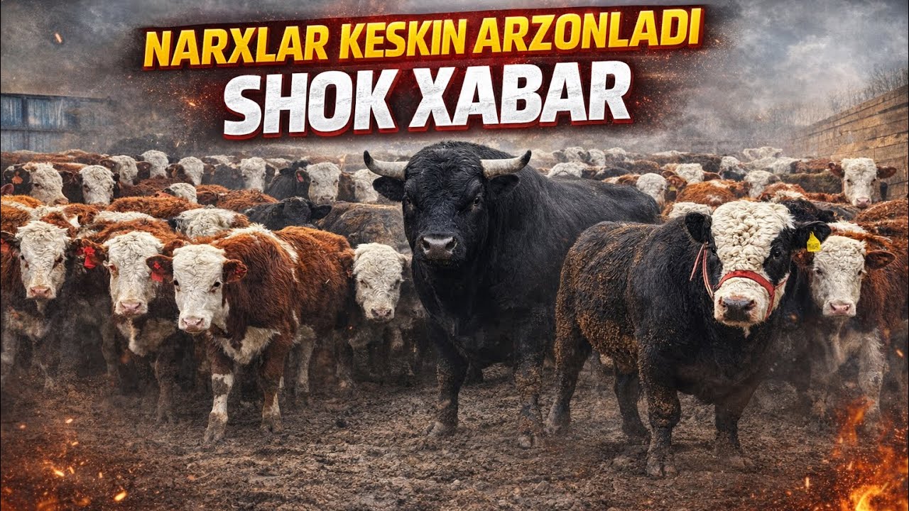 NARXLAR KESKIN ARZONLADI ENDIHAM BUQA OLADIGON KUN BO’LDI SHOSHILING 