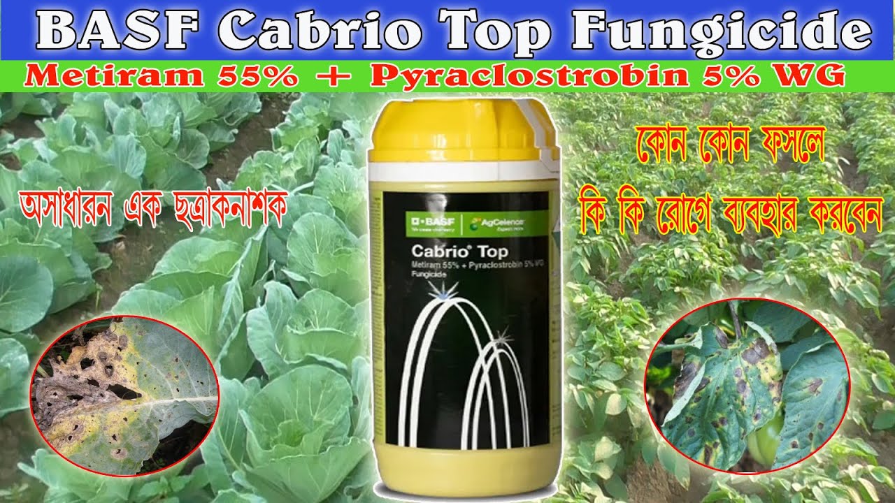 BASF Cabrio Top ছত্রাক নাশক || Metiram 55%+Pyraclostrobin 5% wg I এর কাজ কি। এবং ব্যবহারের নিয়ম।