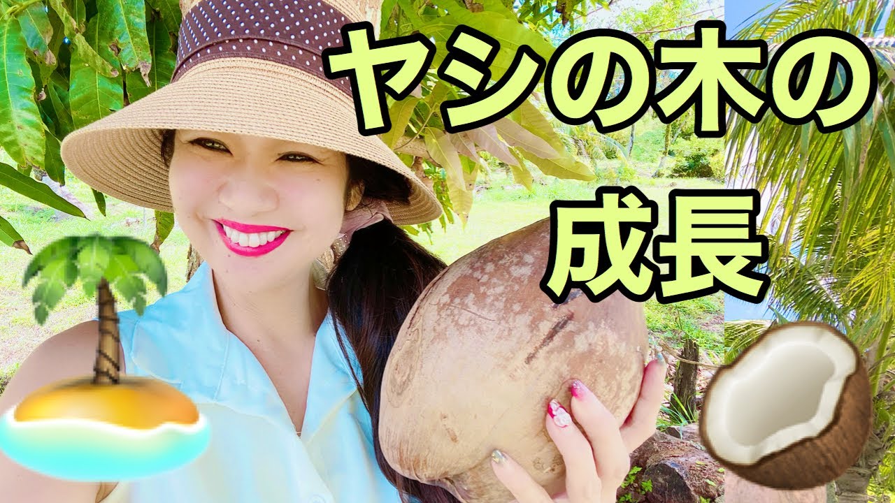 【ヤシの木の成長】🥥ココナッツからヤシの木まで🏝ココナッツウォーター