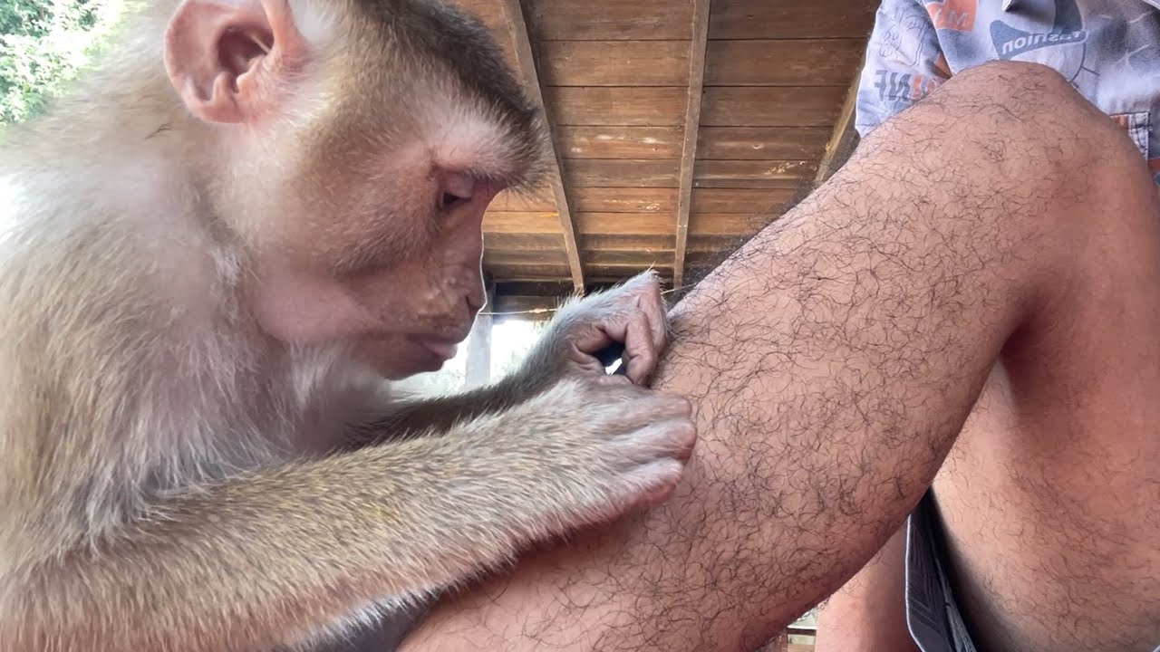 Adorable Zueii Really Love To Grooming Massage My Legs Is Very Good Time