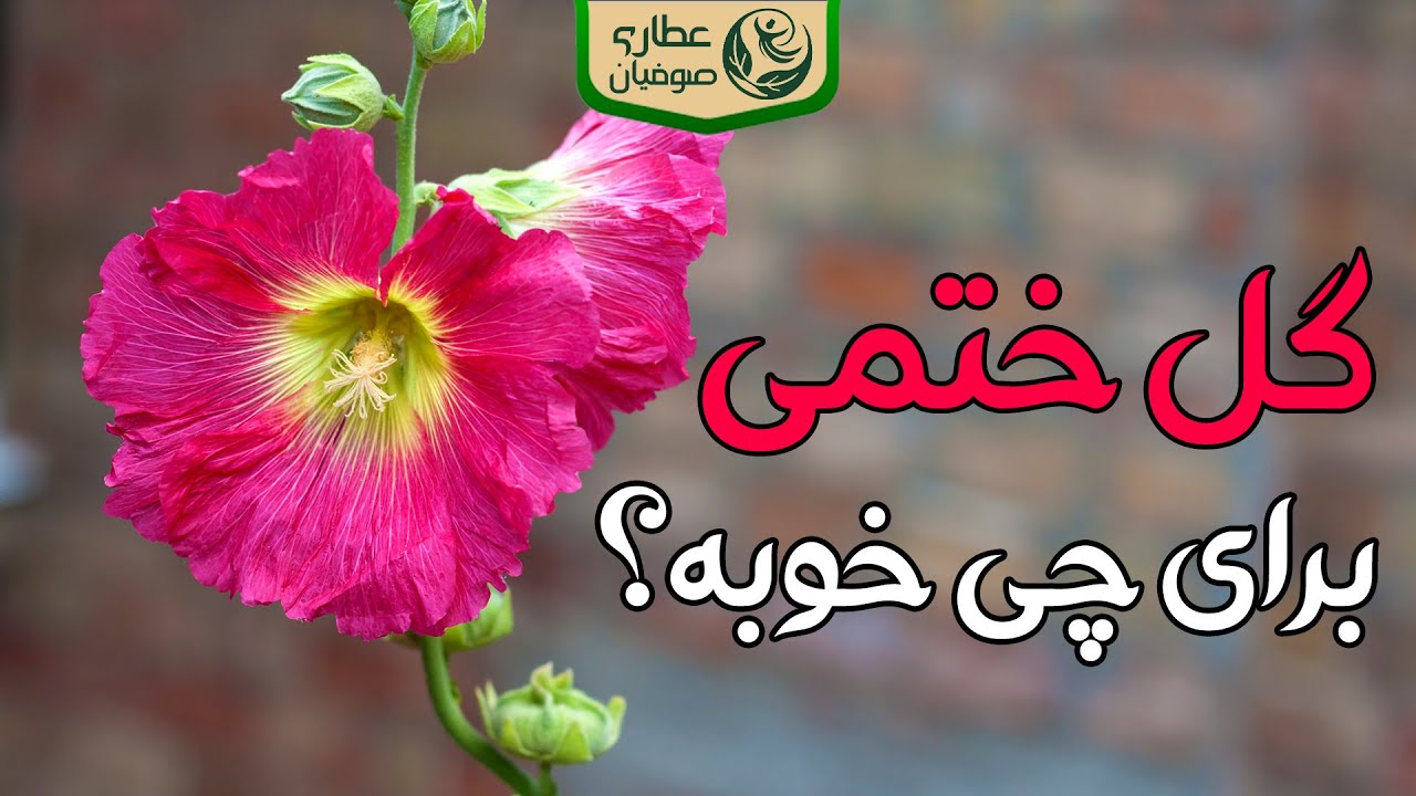 خواص گل ختمی و طریقه مصرف