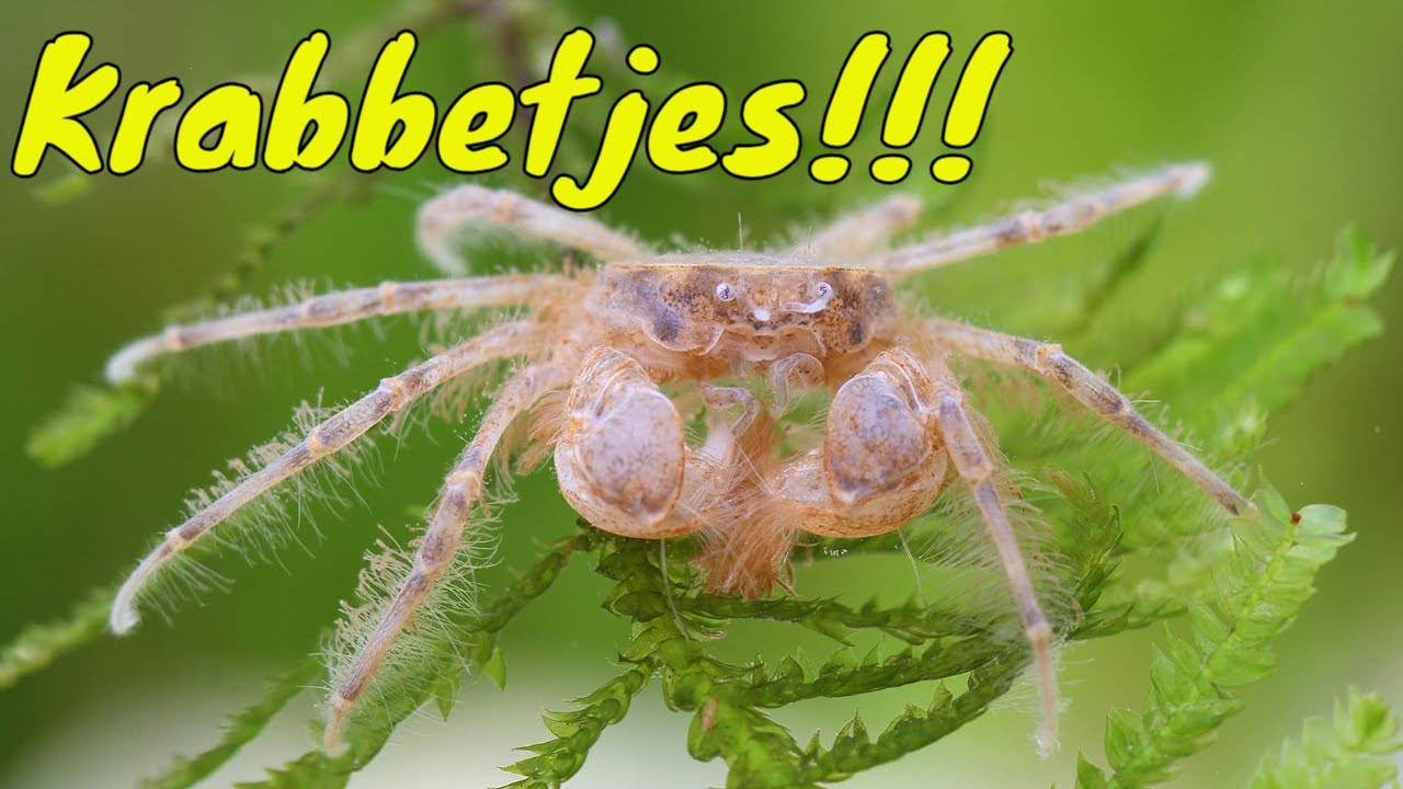 Deze KRABBEN kunnen in het GARNALENAQUARIUM!!!🦀