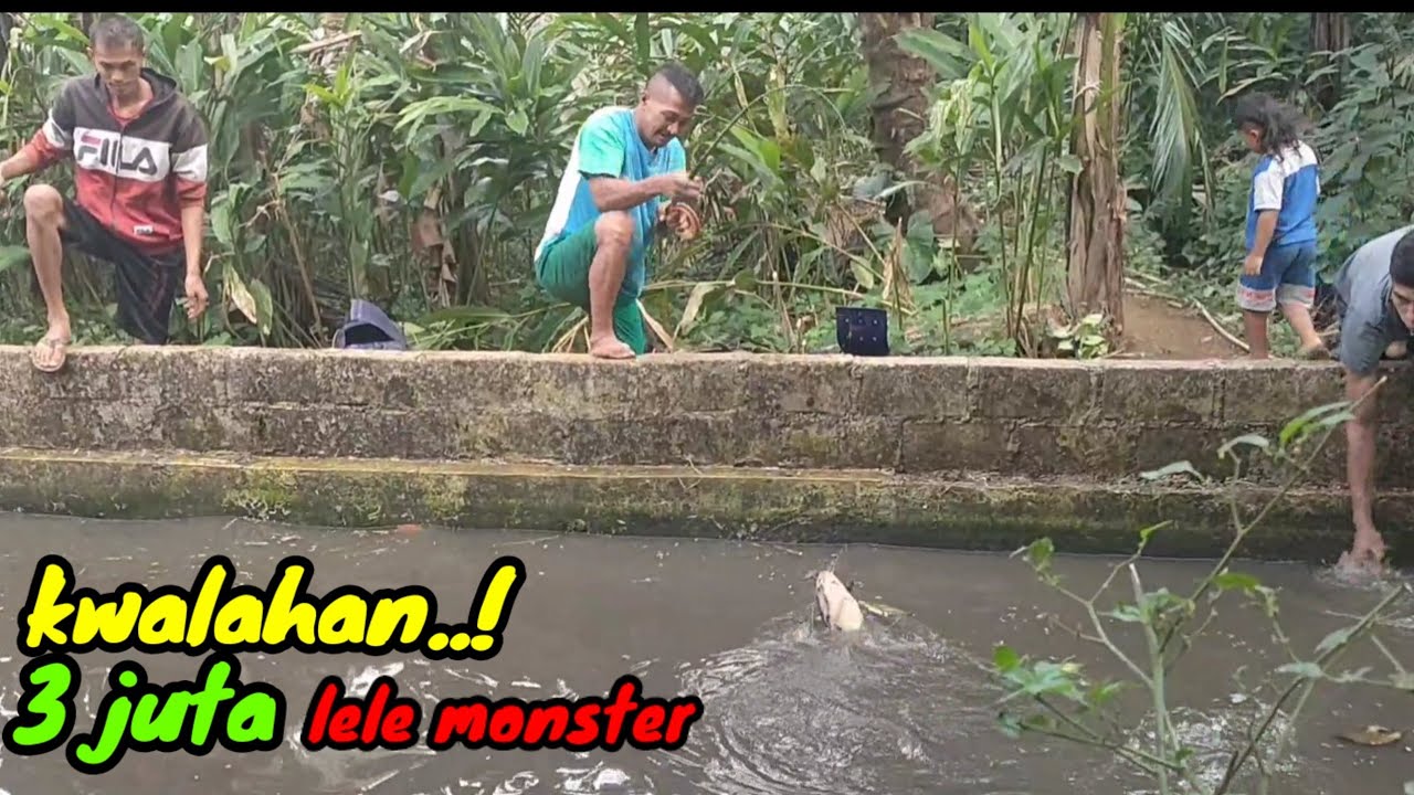 Bener bener nekad.! Mancing ikan lele monster