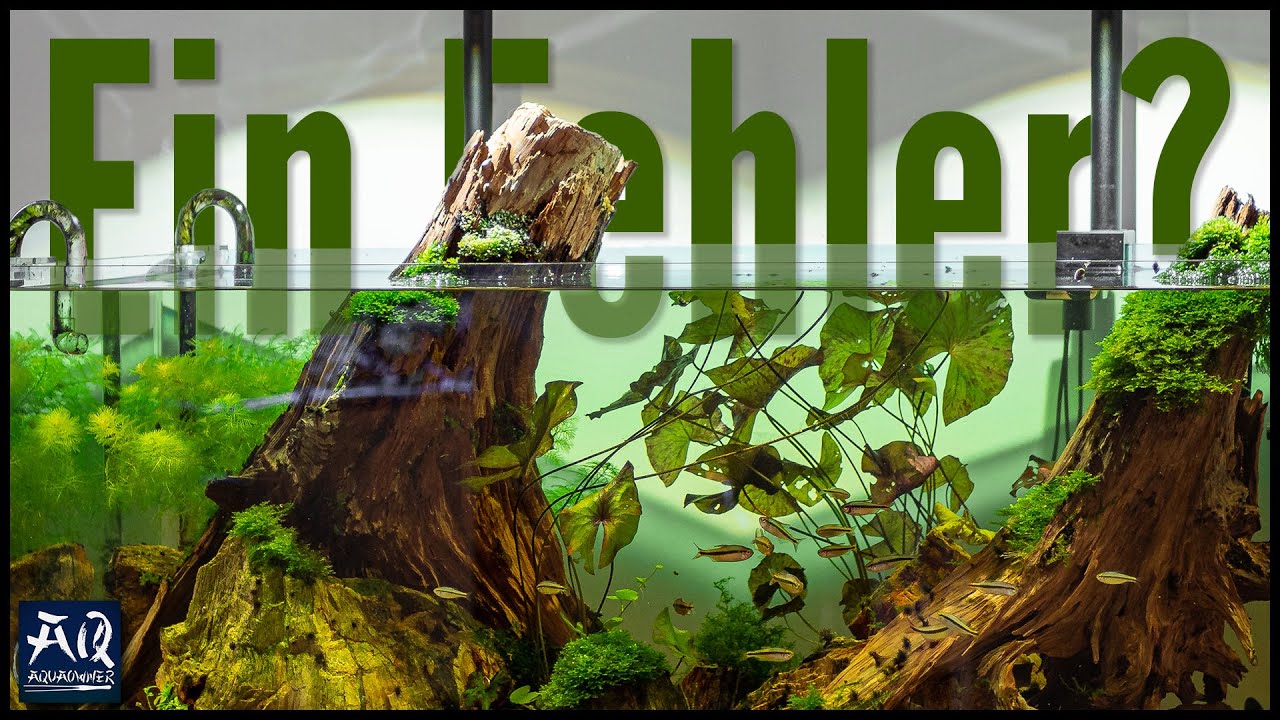 War das Biotopaquarium ein Fehler? | AquaOwner