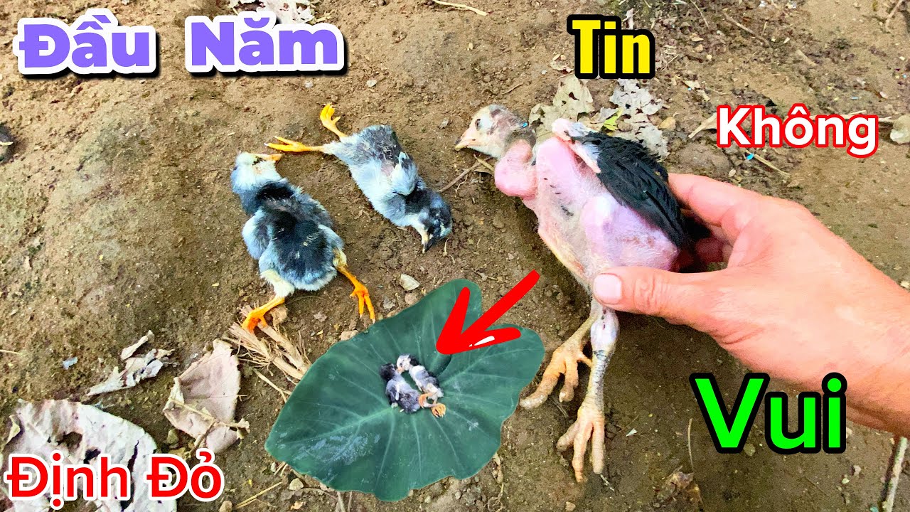 Trang Trại Ngày Đầu Năm 2026 Đã Nhận Tin Không Vui | Định Đỏ 