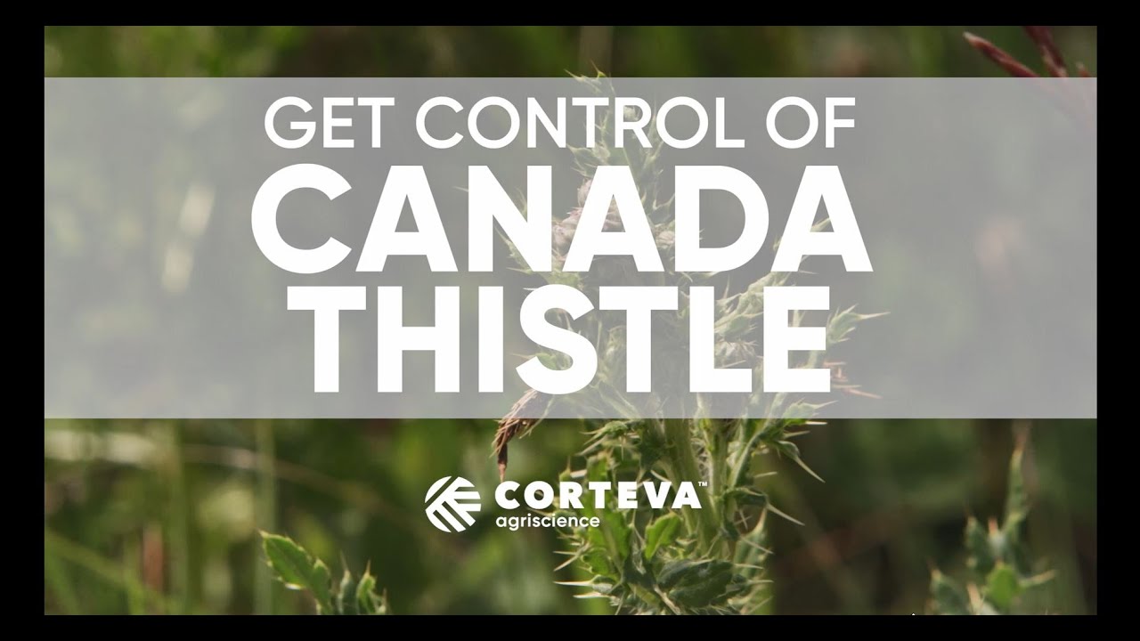 Get control of Canada thistle | Corteva Agriscience Canada
