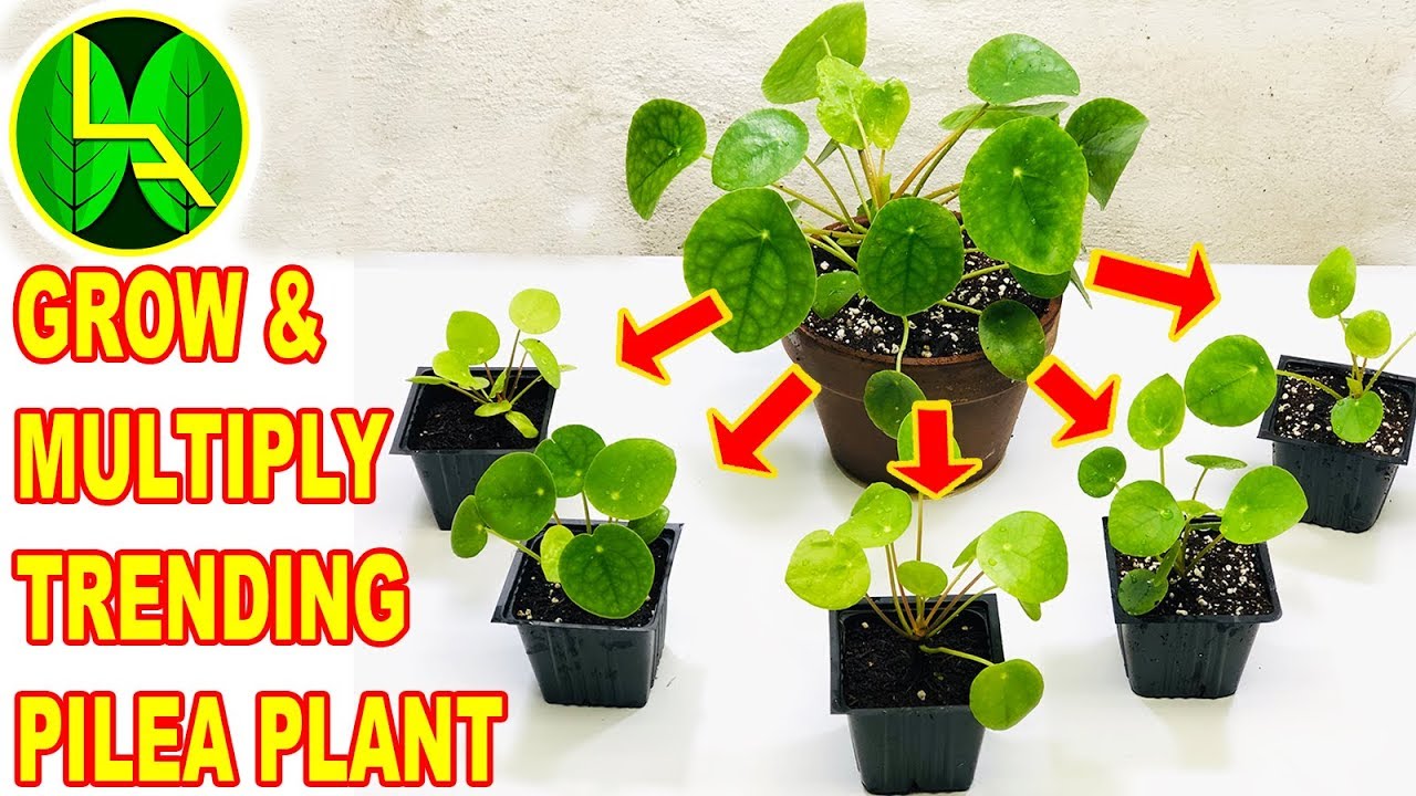 how to grow pilea plant and multiply easily at home