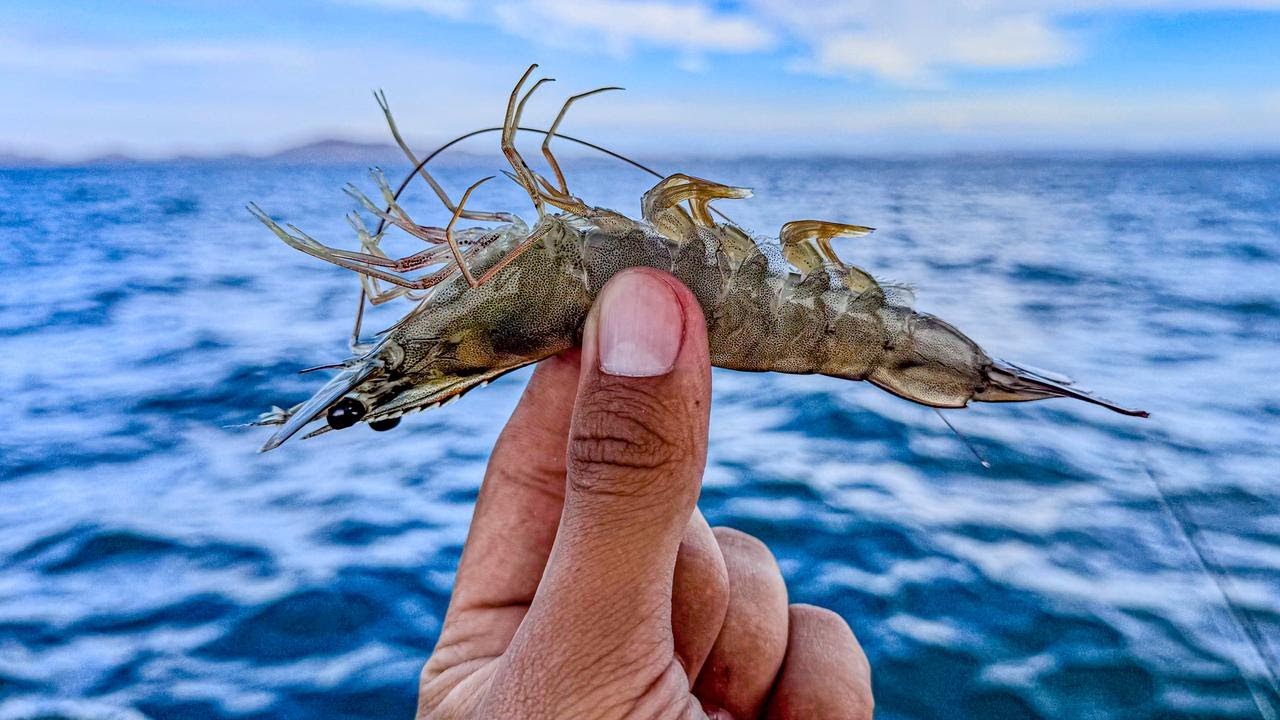 Pesca de PARGOS GRANDES con CAMARÓN | Pesca con CAMARÓN vivo y troncho 