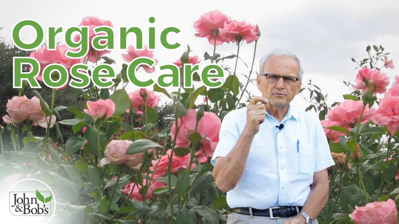 How To Care For Roses | Pruning, Pests, and Fertilizer (100% Organic!)