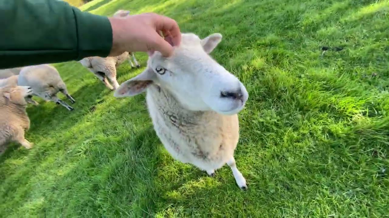 Taking the friendly sheep for a walk with Harry