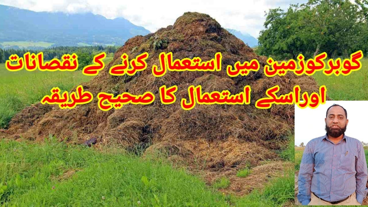 Disadvantages of Using Farm Yard Manure and the Best Way to use it in Agriculture