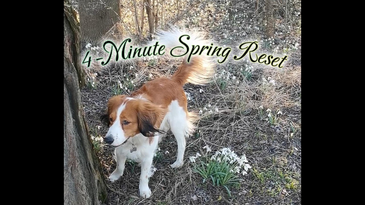 Birds, Breeze & Quiet Bloom (Natural Sound)