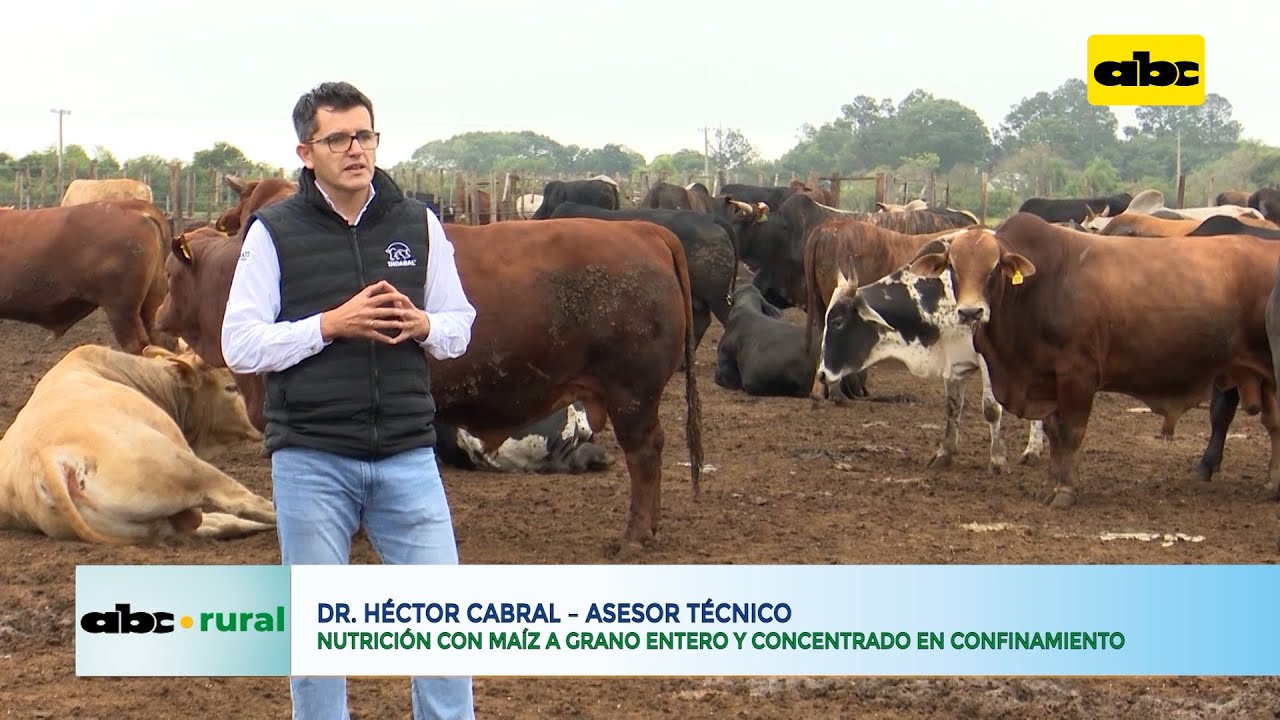 Engorde de bovinos con ma&iacute;z a grano entero y concentrado