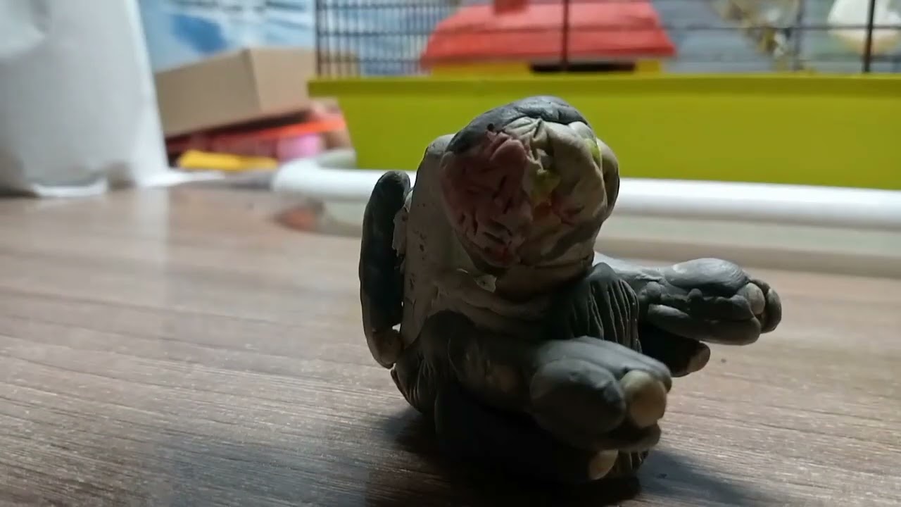bom 12