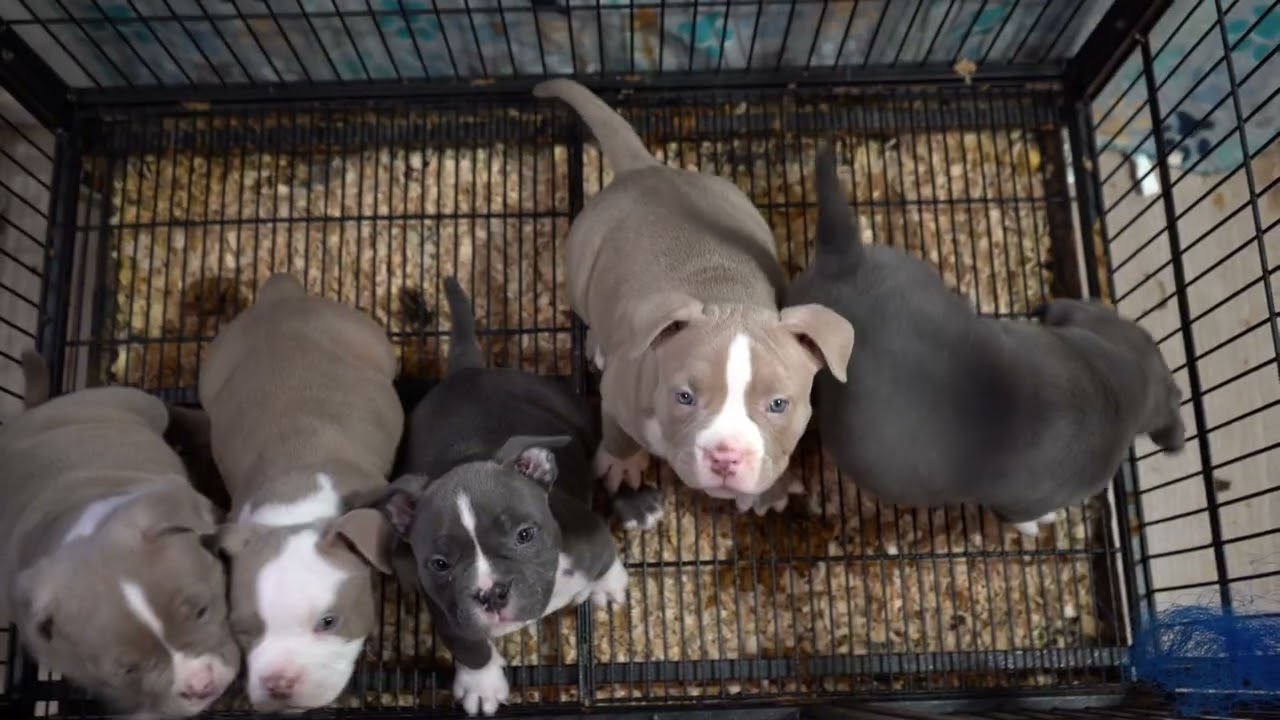 7 weeks puppy update 
