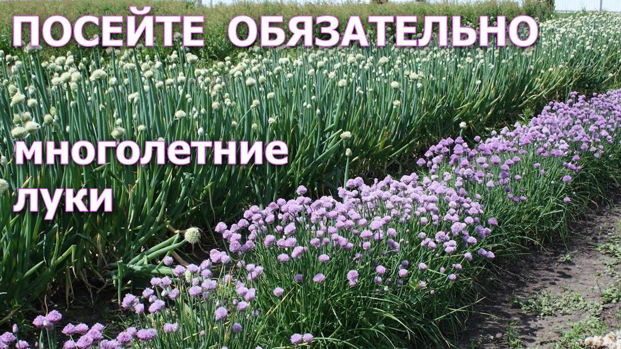 Посейте обязательно многолетние луки