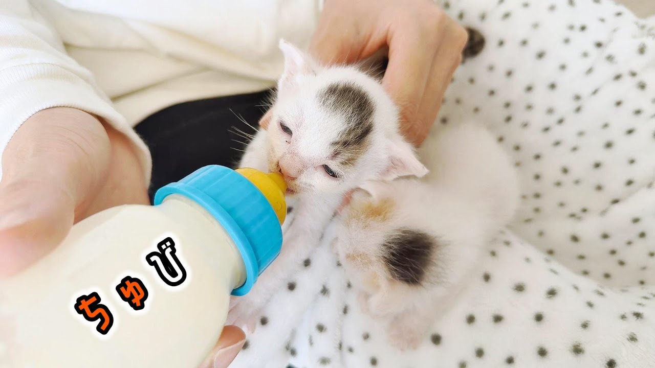 子猫が腹を出しながらゆる～いプロレスをしてる姿がかわいすぎる。呼んだら返事する猫たち【保護猫生活5日目】