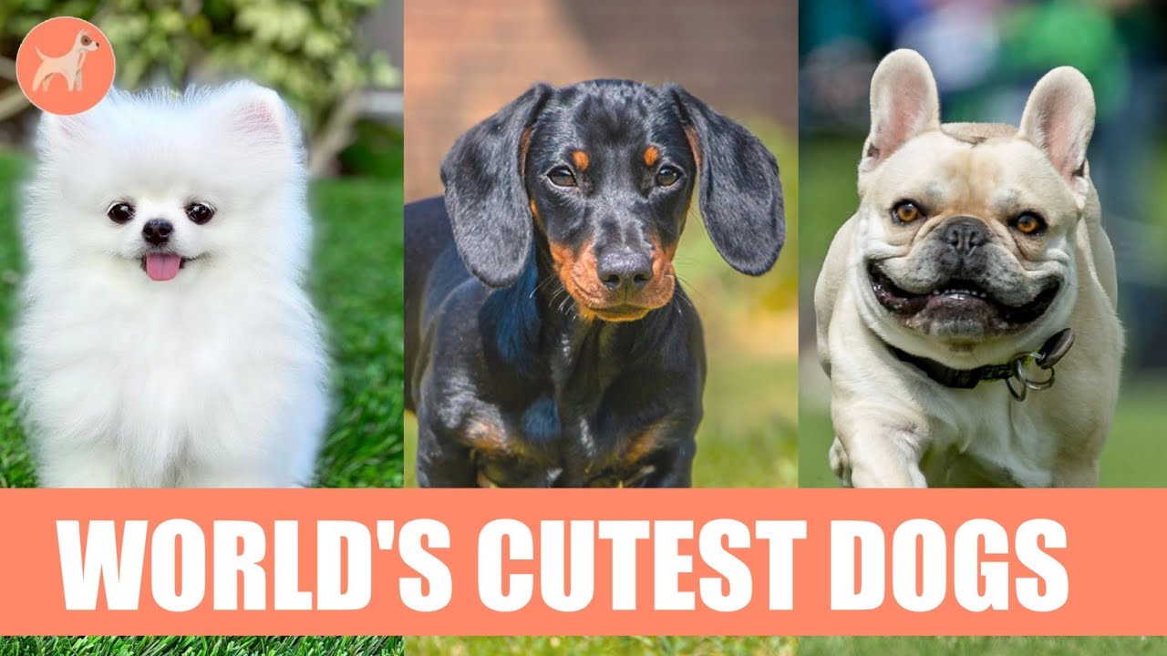 Top 10 Cutest Dog Breeds to Keep as Pets