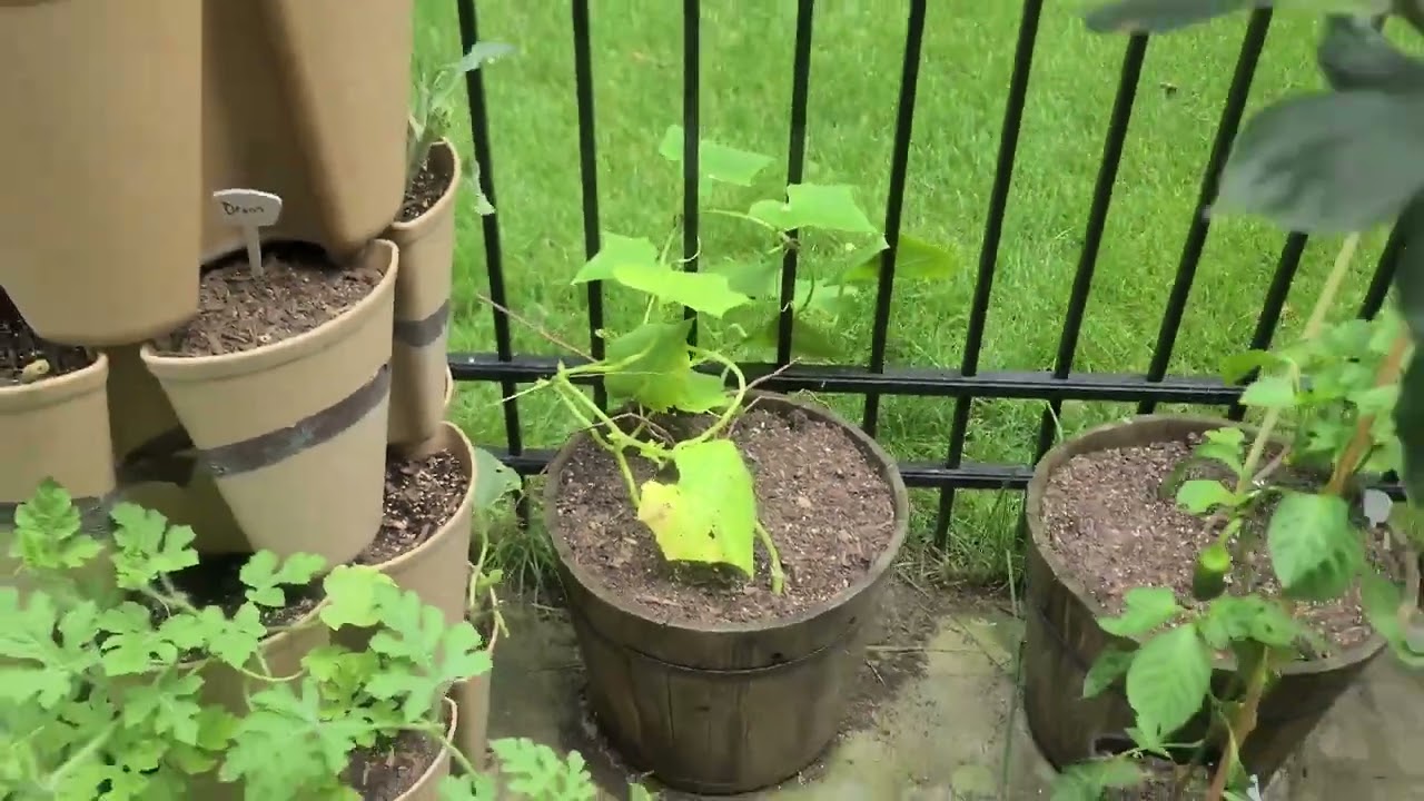 Prepare for Succession Planting in your garden - pickling cucumbers.