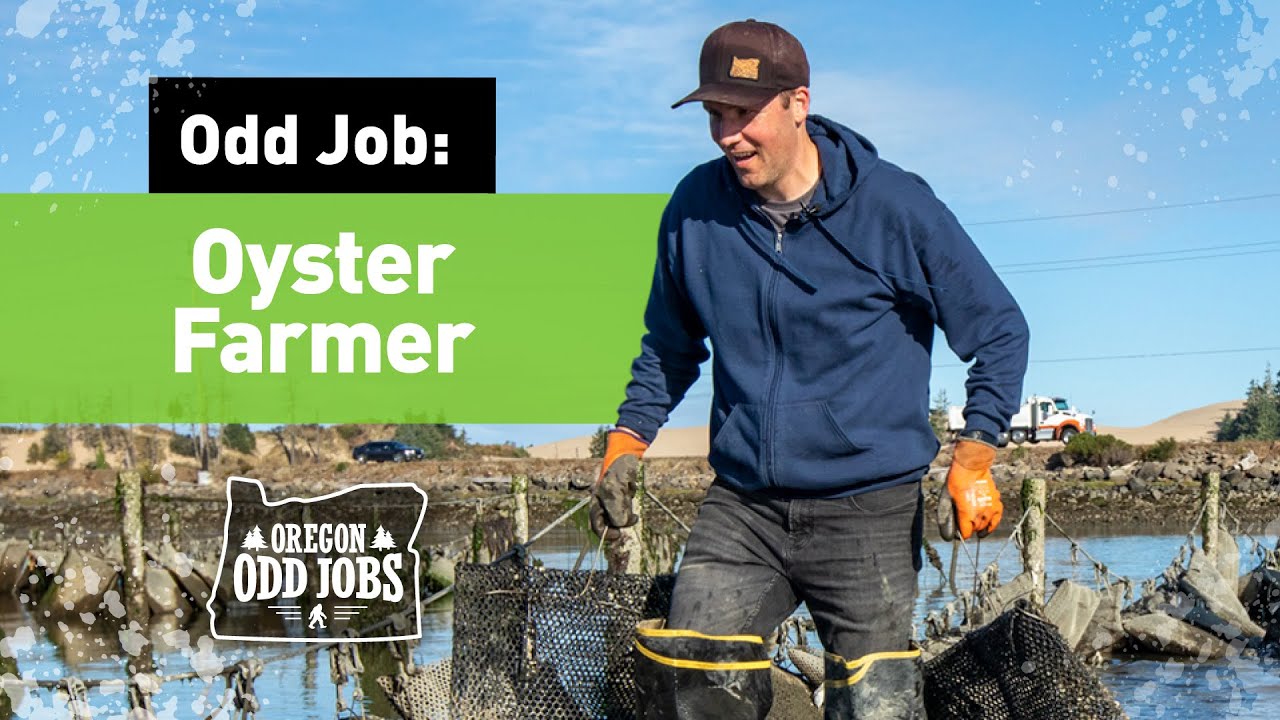 Oyster farming with Clausen Oysters | Oregon Odd Jobs