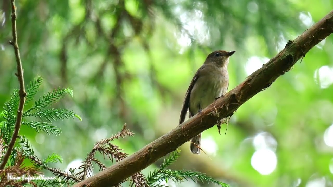 オオルリのメスの囀り 高音質【野鳥観察 鳥の鳴き声 バードウォッチング】Blue-and-white flycatcher Bird Sound　Bird Song