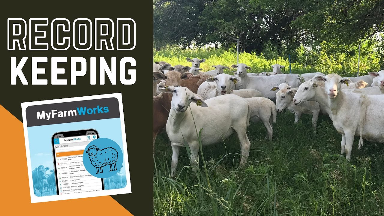 Sheep Record Keeping for our Australian White Breed Up Program | MyFarmWorks with Shearwell Data