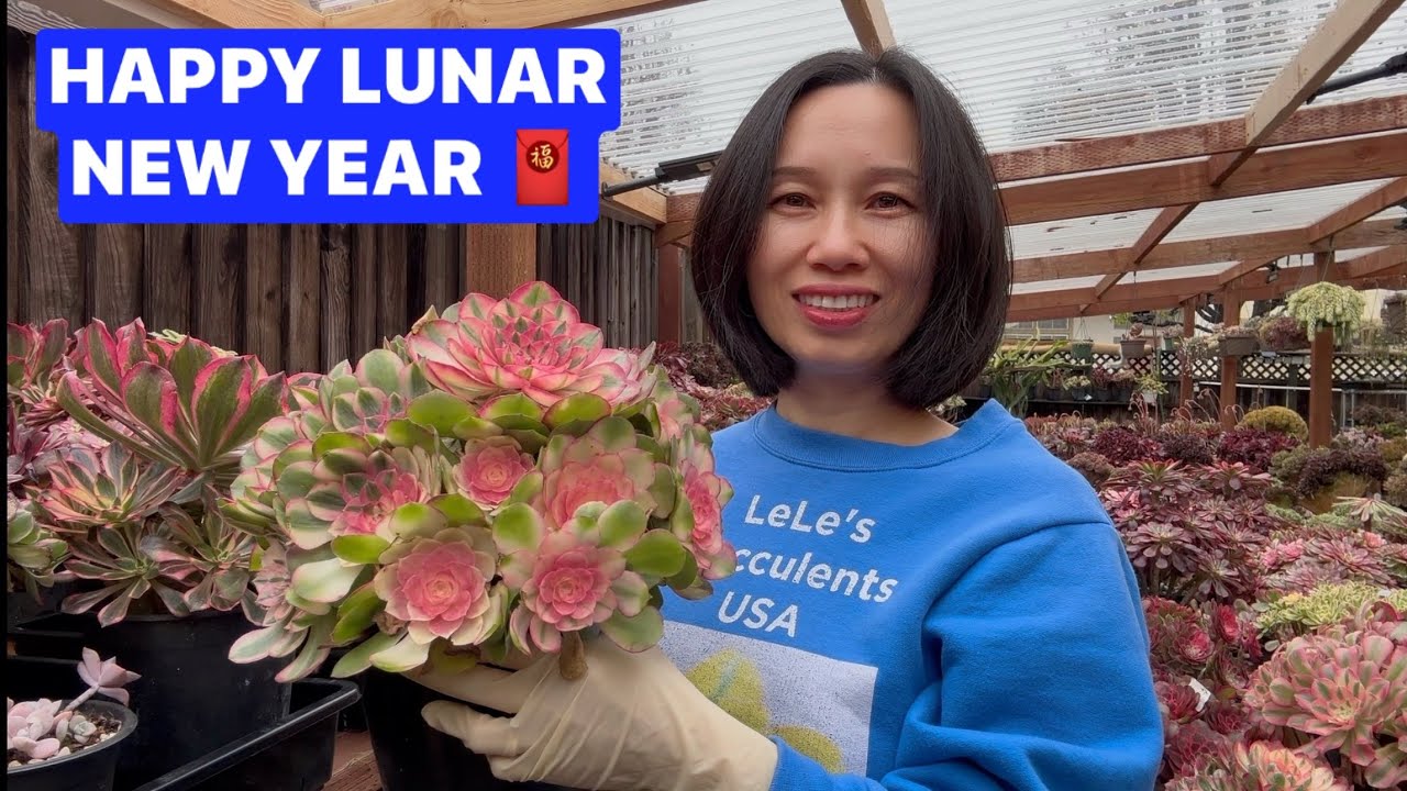 2/18/26 HAPPY LUNAR NEW YEAR 🧧 SUCCULENTS FOR SALE | Lele: 408 883 5495