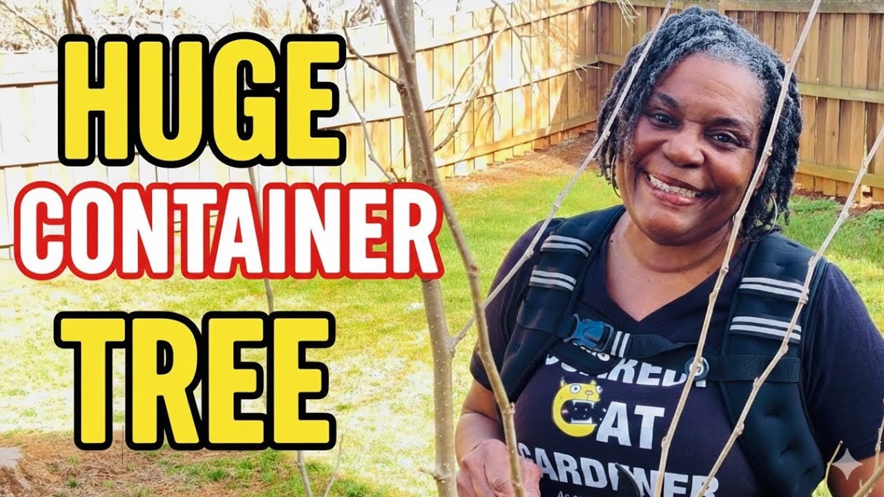 How I Grow a Massive Mulberry Tree in a Tiny Container! (Pruning & Propagating)
